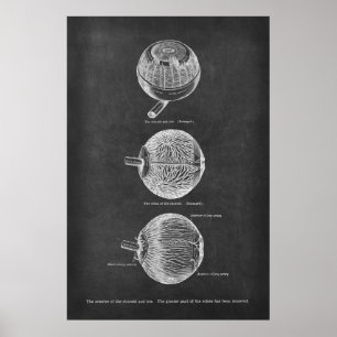 Human Eye Anatomy Arteries of the Choroid & Iris Poster