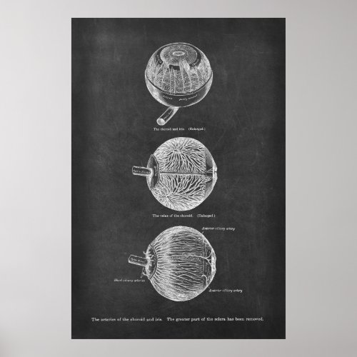 Human Eye Anatomy Arteries of the Choroid  Iris Poster