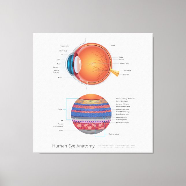 Human Eye Anatomy Canvas Print (Front)