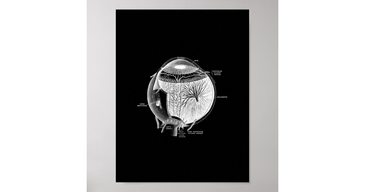 Human Eye Anatomy in Black and White print. Poster | Zazzle