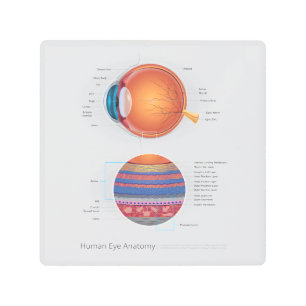 Human Eye Anatomy Metal Print