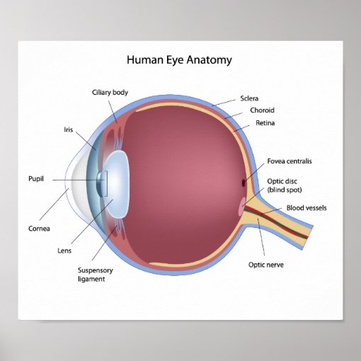 Human Eye Anatomy Poster | Zazzle