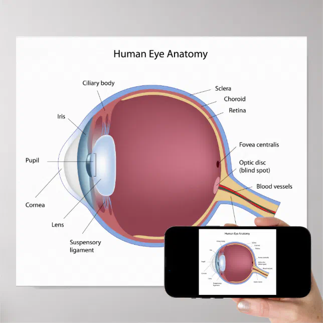 Human Eye Anatomy Poster | Zazzle