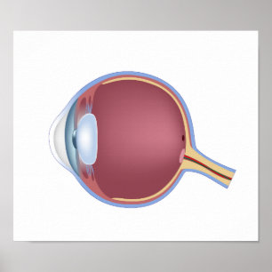 Human Eye Anatomy Poster