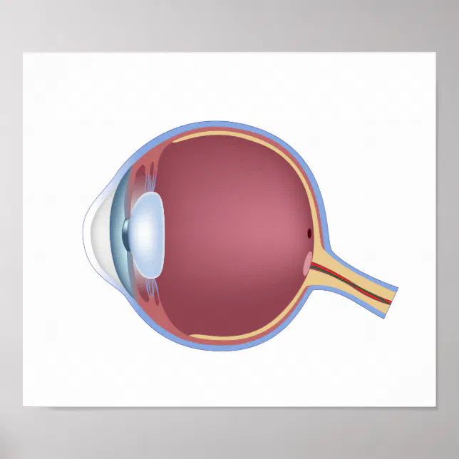 Human Eye Anatomy Poster | Zazzle