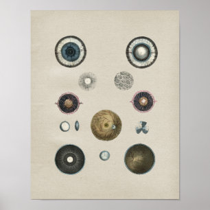 Human Eye Anatomy Vintage Print