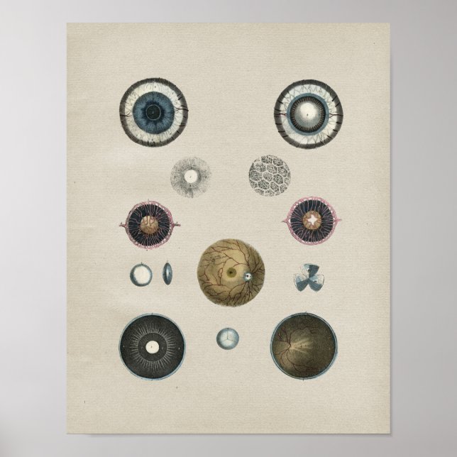 Human Eye Anatomy Vintage Print (Front)