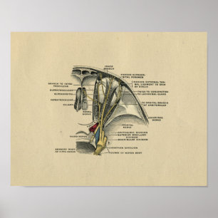 Human Eye Nerves Anatomy 1902 Vintage Print