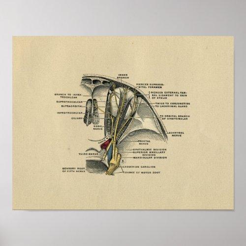 Human Eye Nerves Anatomy 1902 Vintage Print