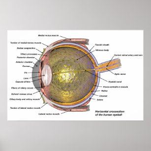 ML13 Vintage 1800’s Medical Human Eye & Vessels Optical Poster Re-Print A2/A3/A4 