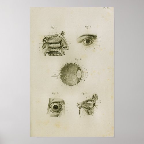 Human Eye Vision Vintage Anatomy Print