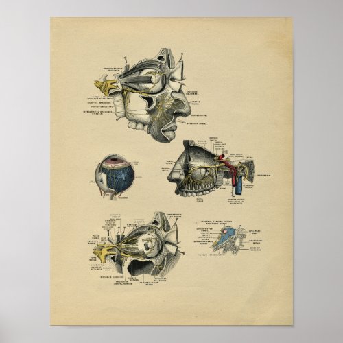 Human Face Eye Anatomy 1902 Vintage Print