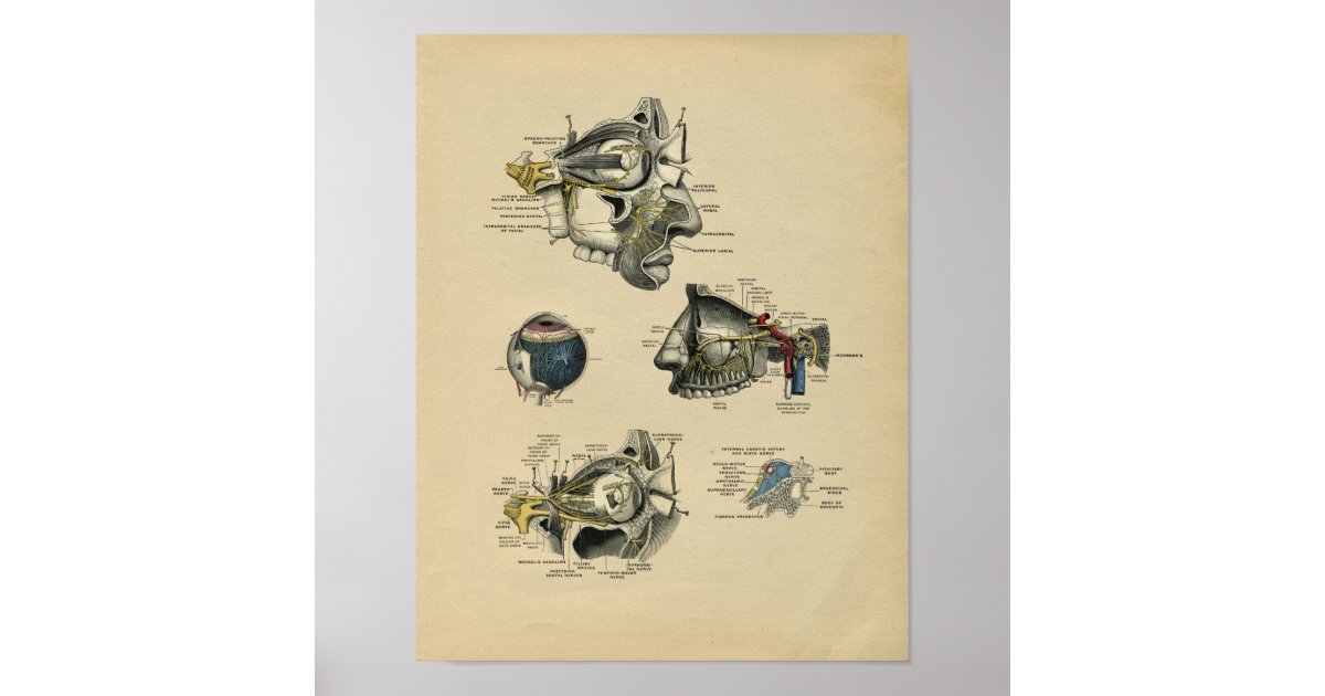 Human Face Eye Anatomy 1902 Vintage Print | Zazzle