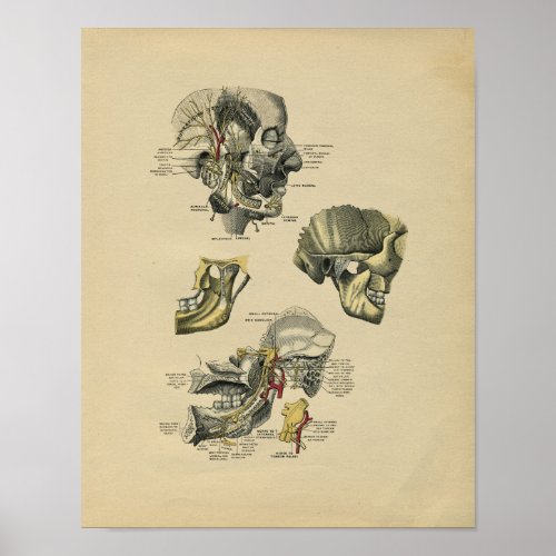 Human Face TMJ Anatomy 1902 Vintage Print