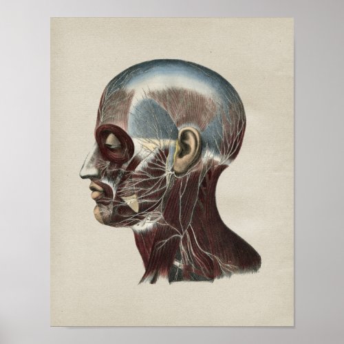 Human Facial Nerves Anatomy Vintage Print