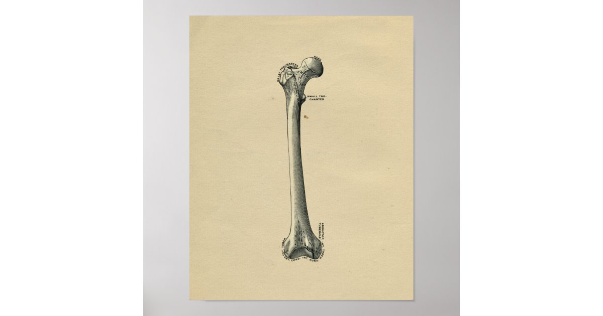 Human Femur Anatomy 1902 Vintage Print | Zazzle