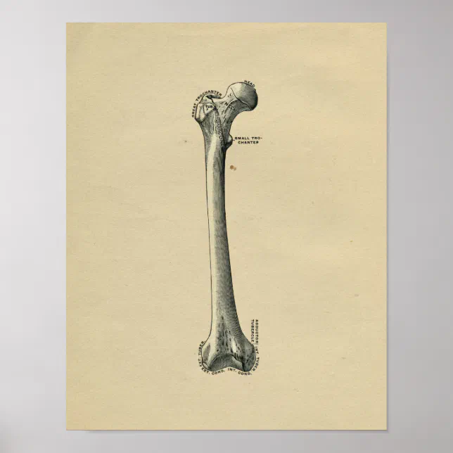 Human Femur Anatomy 1902 Vintage Print | Zazzle