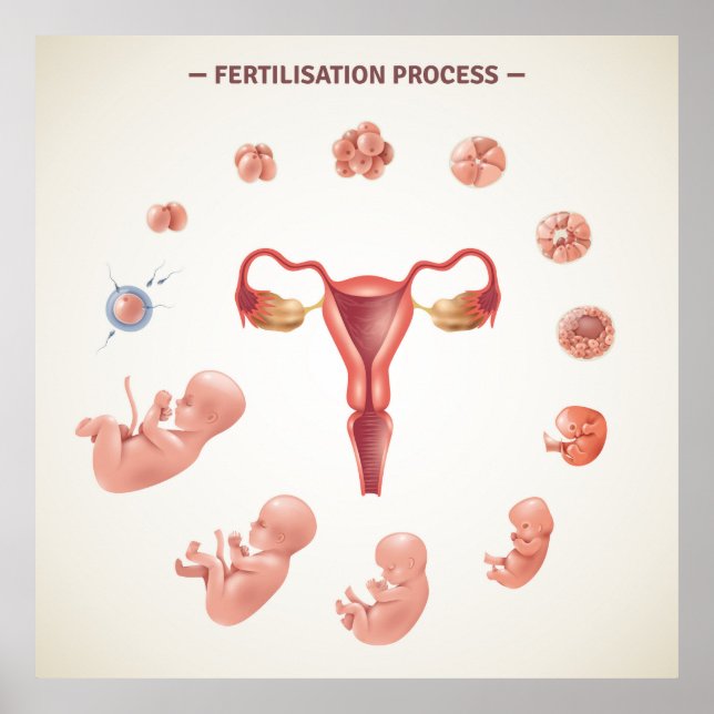 Human Fertilization cess Poster (Front)