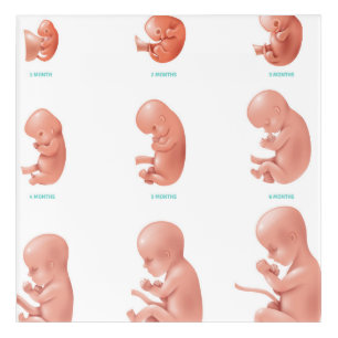 Human Fetus Acrylic Print