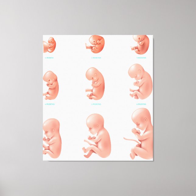 Human Fetus Canvas Print (Front)