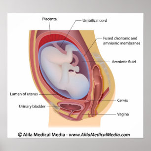Human fetus in womb labeled poster