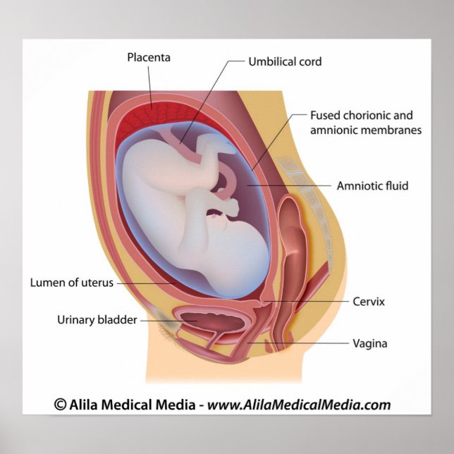 Human fetus in womb labeled poster (Front)