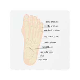 Human foot bones anatomy metal print
