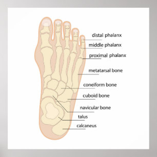 Human foot bones anatomy poster