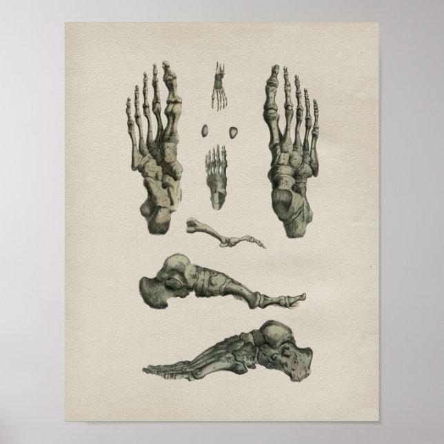 Human Foot Bones Anatomy Vintage Print (Front)
