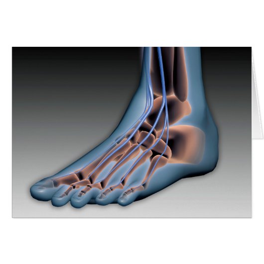 Human Foot With Nervous System 1 Cards (Front Horizontal)