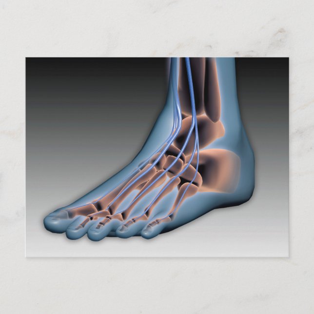 Human Foot With Nervous System 1 Postcard (Front)