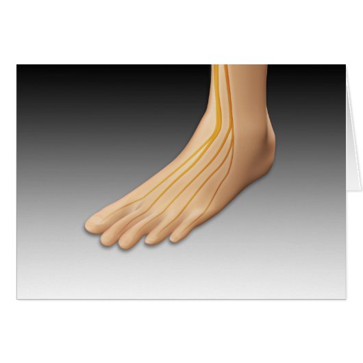 Human Foot With Nervous System 2 Cards (Front Horizontal)