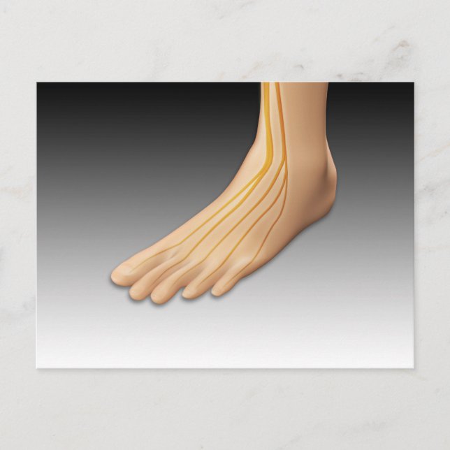 Human Foot With Nervous System 2 Postcard (Front)
