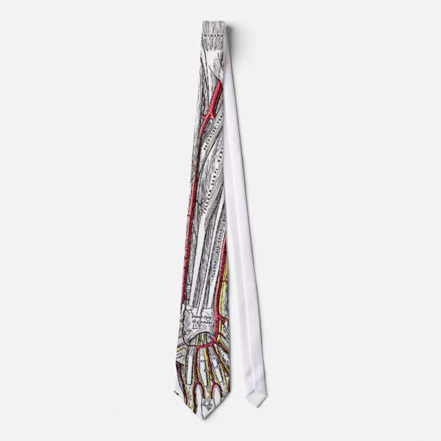 Human Forearm and Hand Bones and Arteries tie (Front)