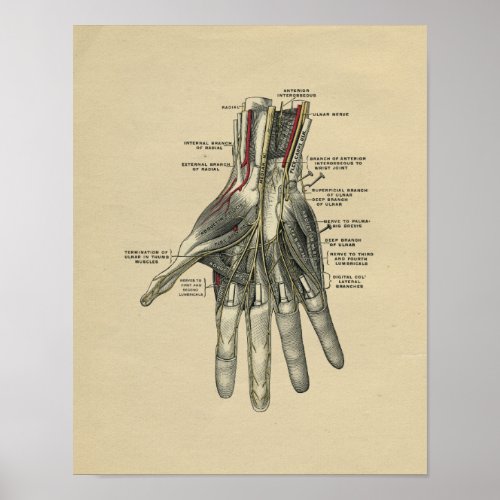 Human Hand Anatomy 1902 Vintage Print