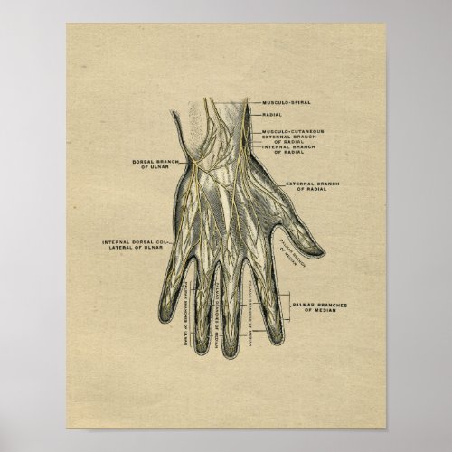 Human Hand Anatomy 1902 Vintage Print