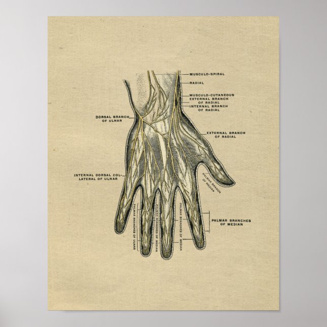 Human Hand Anatomy 1902 Vintage Print (Front)