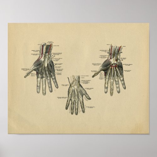 Human Hand Anatomy 1902 Vintage Print