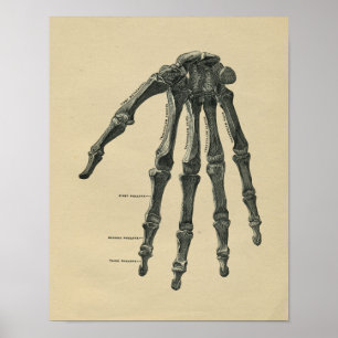 Human Hand Anatomy 1902 Vintage Print