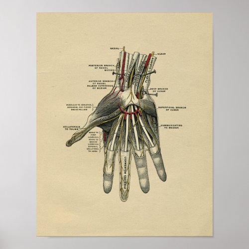 Human Hand Anatomy 1902 Vintage Print