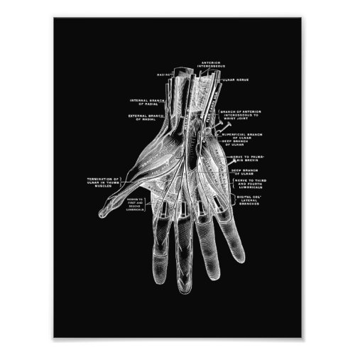 Human Hand Anatomy in Black and White Print