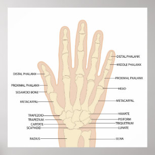 Human hand anatomy poster