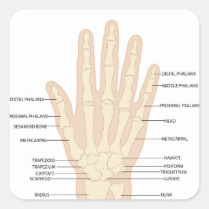 Human hand anatomy square sticker