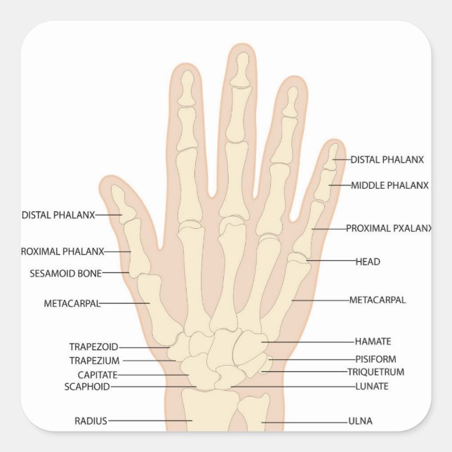 Human hand anatomy  square sticker (Front)