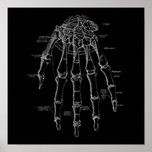 Human Hand Bones Anatomy Illustration Old Medical Poster