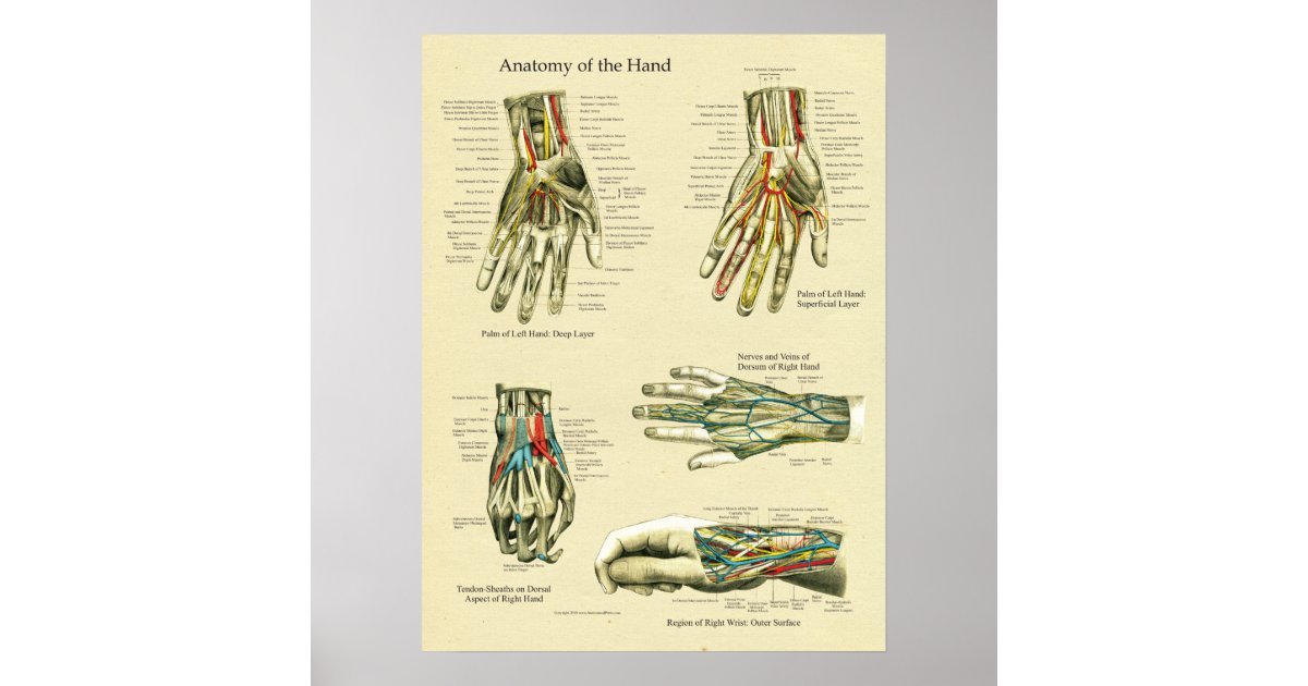 Human Hand Wrist Anatomy Poster | Zazzle