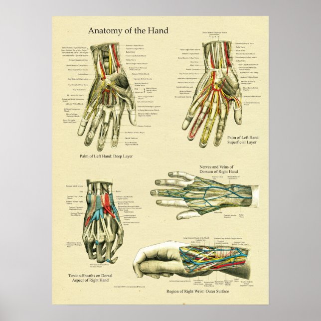 Human Hand Wrist Anatomy Poster (Front)