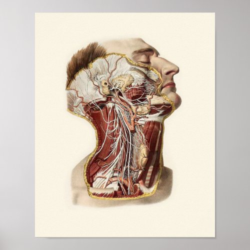 Human Head Anatomy Design Poster