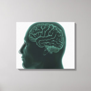 Human head in profile showing the brain canvas print