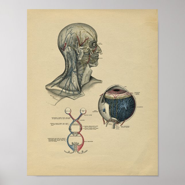 Human Head Neck Anatomy 1902 Vintage Print (Front)